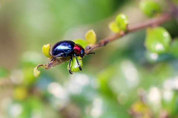 Scarabaeidae azul en árbol de ramas en el jardín . — Foto de Stock