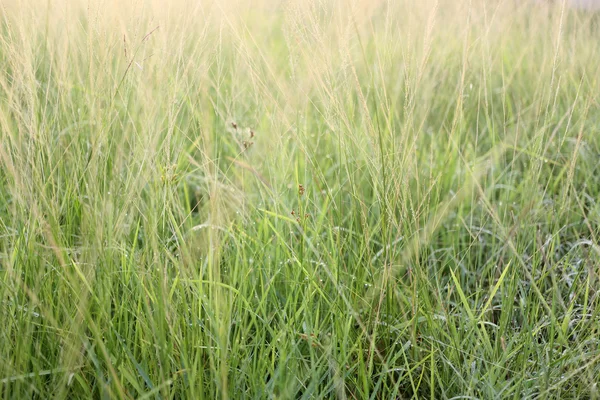 Grass are blooming in the backyard. — Stock Photo, Image