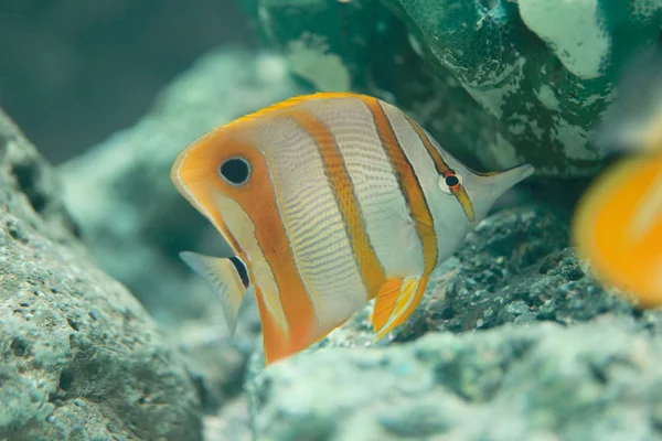 Copper Banded Butterfly fish. — Stock Photo, Image