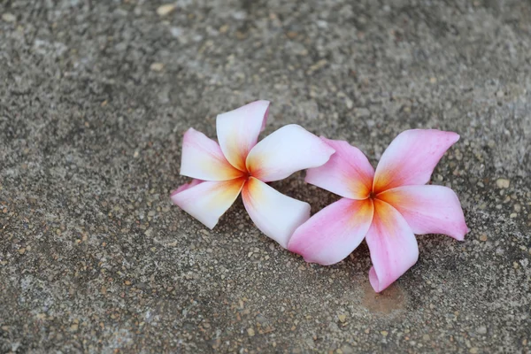 White plumeria or frangipani flower on floor — Stock Photo, Image