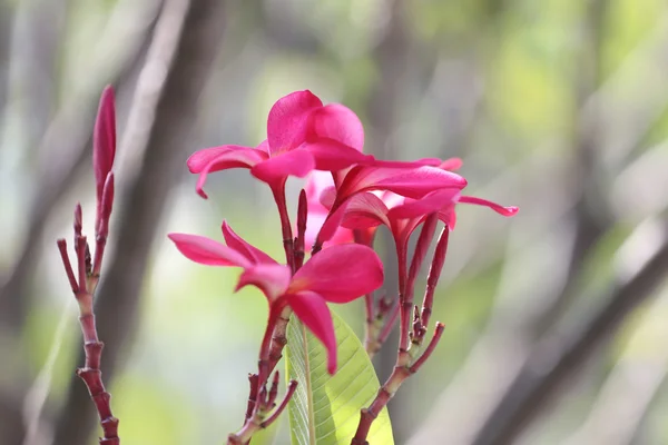 Červený květ plumeria nebo keře. — Stock fotografie