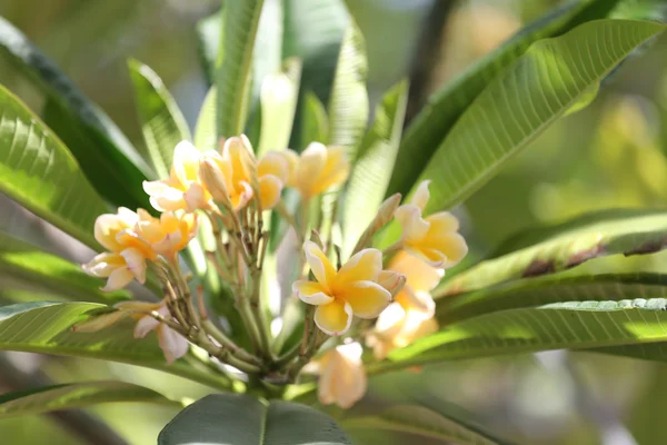 Yellow plumeria or frangipani flower on tree. — Stock Photo, Image