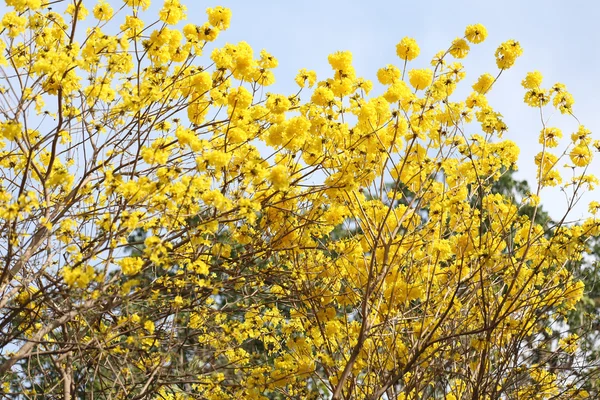 Tabebuia spectabilis 꽃 또는 t에 노란색 tabebuia 꽃 핀 — 스톡 사진