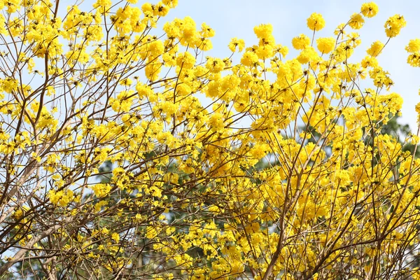 Tabebuia spectabilis bloem of gele tabebuia bloem bloei op t — Stockfoto