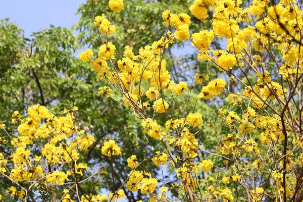 Tabebuia 赤花或黄 Tabebuia 花盛开在 t 上 — 图库照片