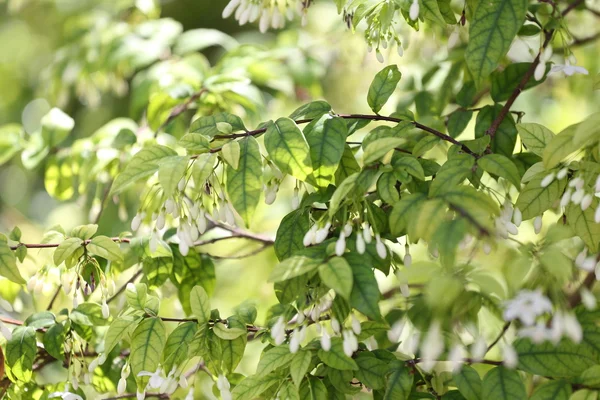 Wrightia religiosa 葛根树 (夹竹桃科) 在花园和 ha — 图库照片