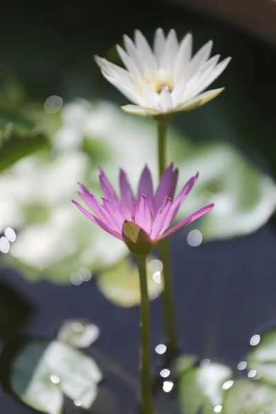 Lotus in a pond with bloom. — Stock Photo, Image