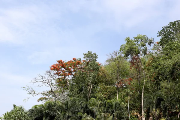 Alberi tropicali nel parco pubblico su sfondo cielo blu . — Foto Stock