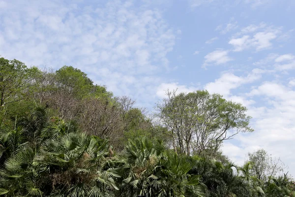 Tropische Bäume im öffentlichen Park vor blauem Himmel. — Stockfoto