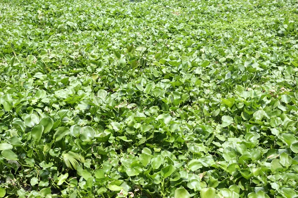 Planta jacinto de água está crescendo no espaço máximo do canal para backgroun — Fotografia de Stock