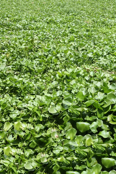 Water hyacinth plant is growing in canal max space for backgroun — Stock Photo, Image