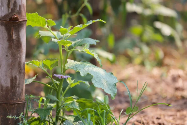 Eggplant tree in the vegetable garden. — Stock Photo, Image