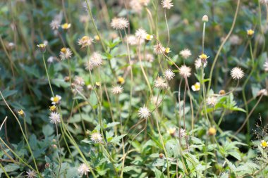 tropikal çimen çiçek yumuşak odak üzerinde çayırda.