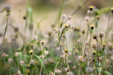 tropikal çimen çiçek yumuşak odak üzerinde çayırda.