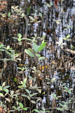 En Tayland sahil alanında mangrov ağaç.