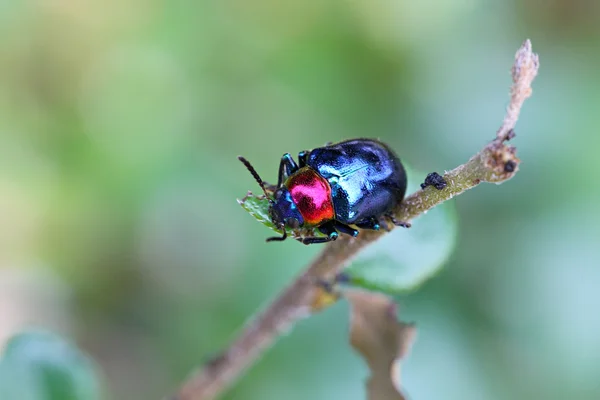 Scarabaeidae azul na árvore de ramo no jardim . — Fotografia de Stock