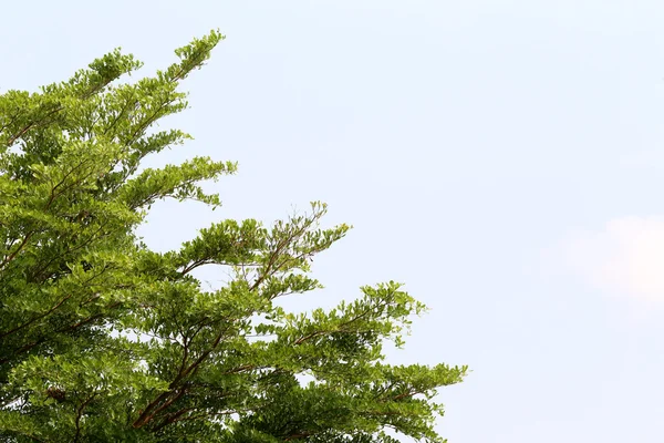 Árbol tropical en el cielo blanco . — Foto de Stock