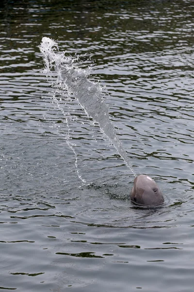 Les dauphins pulvérisent l'eau dans la mer . — Photo