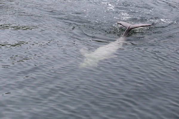 イルカは、海の水を泳いでいます。. — ストック写真