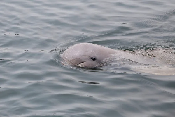 Delfines está nadando agua en el mar . — Foto de Stock