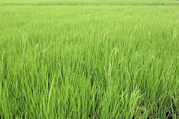 Bright green rice paddies fields in rural areas at Thailand.