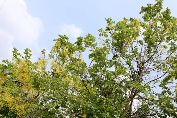 Fístula de cássia ou flor de chuveiro dourado na árvore no jardim . — Fotografia de Stock