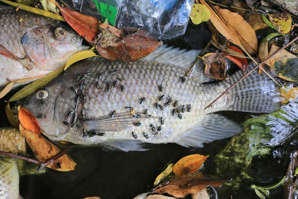 Poissons morts parce que les eaux usées . — Photo