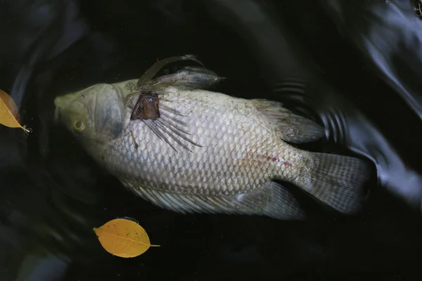 Vissen stierf omdat afvalwater. — Stockfoto