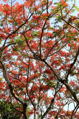 Tavus kuşu çiçek genel bahçede çiçek açan.