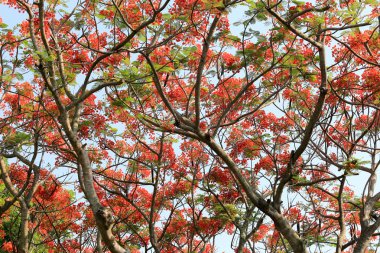 Tavus kuşu çiçek genel bahçede çiçek açan.