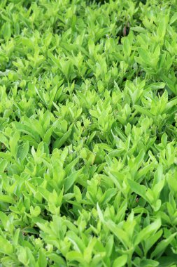 Tropikal bahçe ağaç yaprak yeşil.