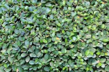 Tropikal bahçe ağaç yaprak yeşil.