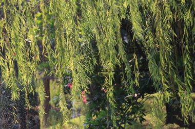 Ağaçta yaprak yeşil ışık ve güneş ışığı tropikal bahçe var..