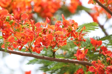 Tavus kuşu çiçek genel bahçede çiçek açan.