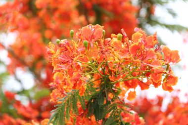 Tavus kuşu çiçek genel bahçede çiçek açan.