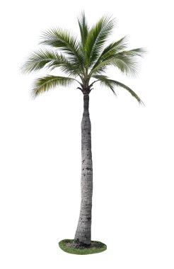 Beyaz arkaplanda izole edilmiş hindistan cevizi ağacı.