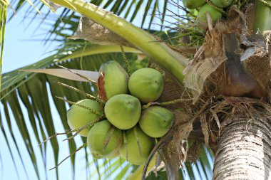 Cocoanut Bahçe Tayland Hindistan cevizi ağacı üzerinde.