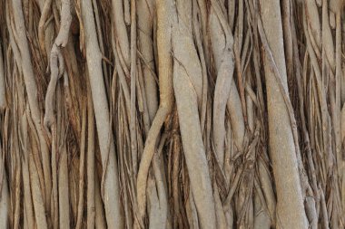 kökleri veya Bahçe banyan ağacı gövde.