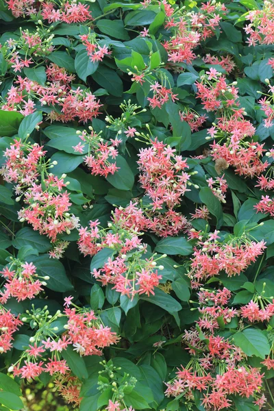 Rangoon sarmaşık çiçek ya da çiçek tropikal tatlı el bloom üzerinde — Stok fotoğraf