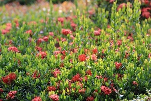 Spike bloem bloei op boom in de openbare tuin. — Stockfoto