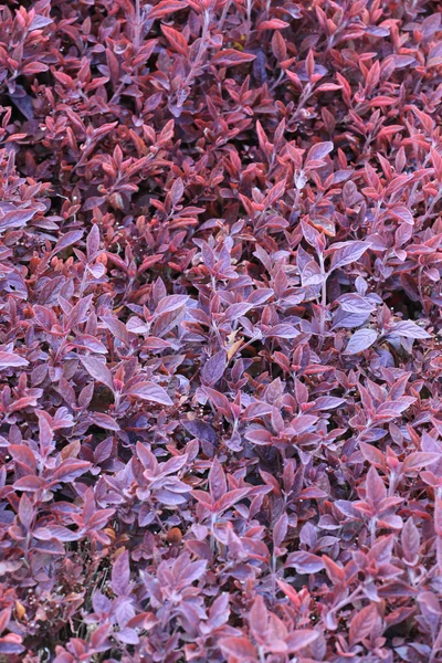热带花园的紫叶树. — 图库照片