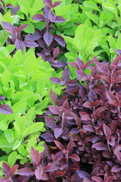 Green and purple leaf tree of tropical garden. — Stock Photo, Image