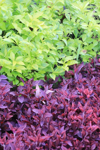 Green and purple leaf tree of tropical garden. — Stock Photo, Image