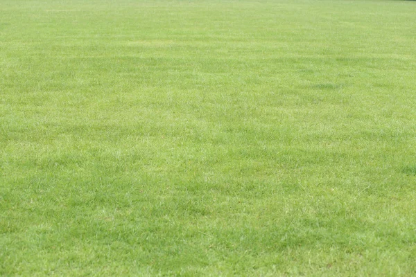 パブリック ガーデンに緑の芝生. — ストック写真