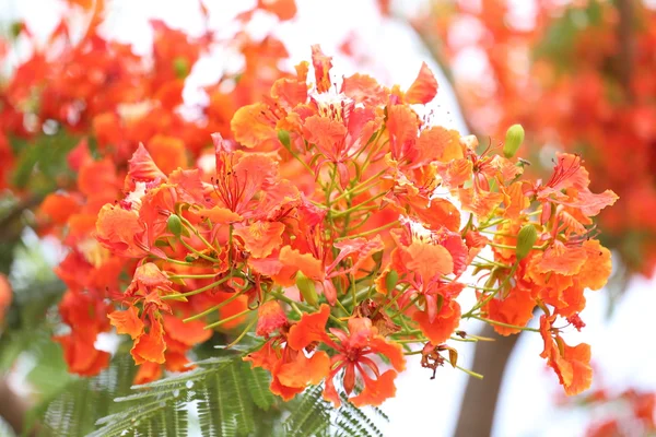 Flores de pavo real está floreciendo en el jardín público . — Foto de Stock