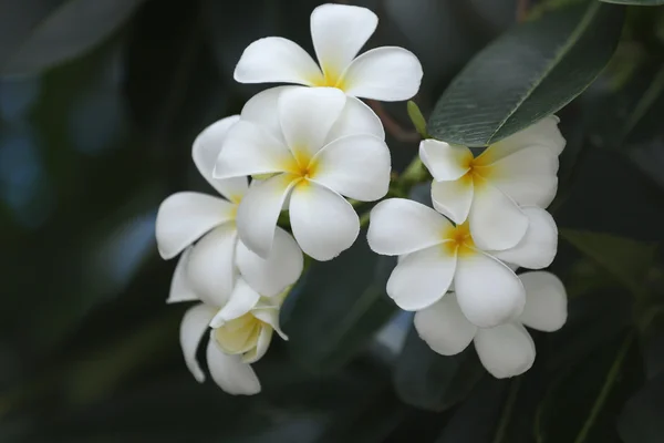 Біла слива або квітка франгіпані цвітуть на дереві . — стокове фото