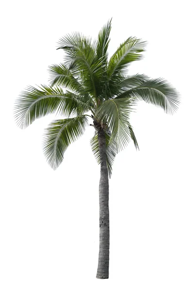 Kokosový strom izolované na bílém pozadí. — Stock fotografie