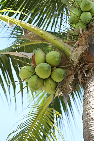 Cocoanut en el cocotero en el jardín Tailandia . — Foto de Stock