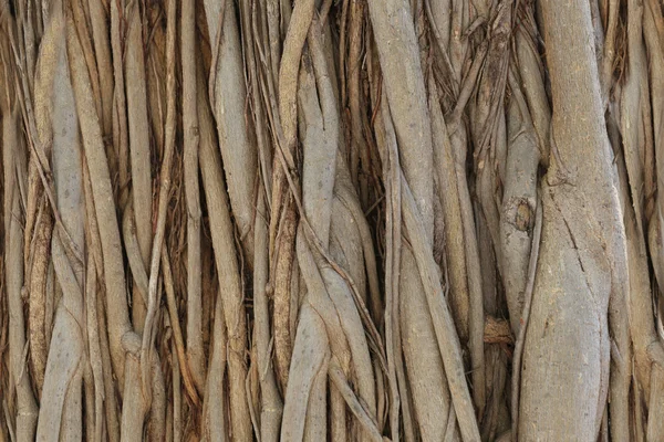 Raízes ou tronco da árvore banyan no jardim . — Fotografia de Stock