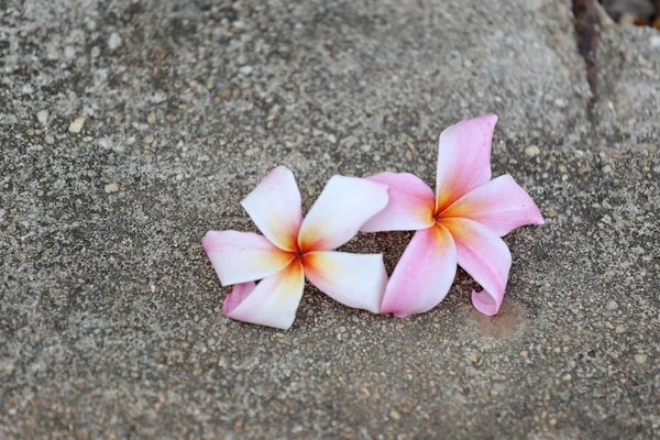 床に白いプルメリアやフランジパニの花 — ストック写真